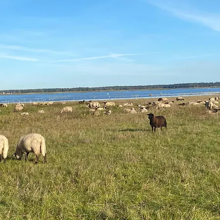 Urlaub Unterm Reetdach Auf Dem Darss Feriehus